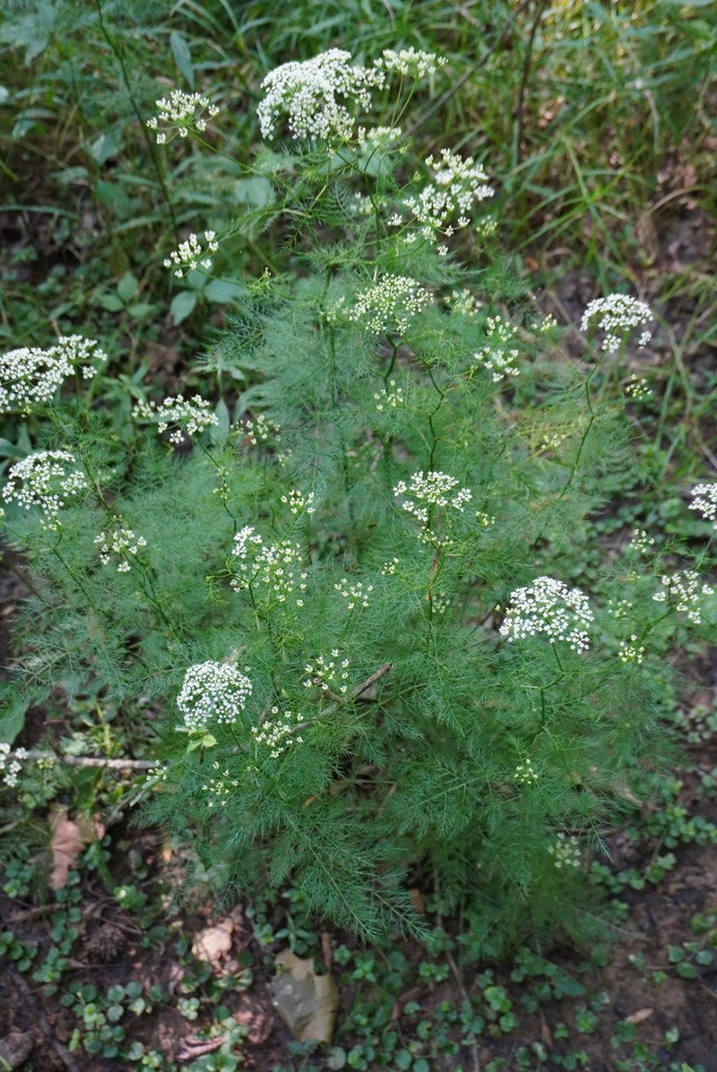 Ribbed Mock Bishopweed photo 5