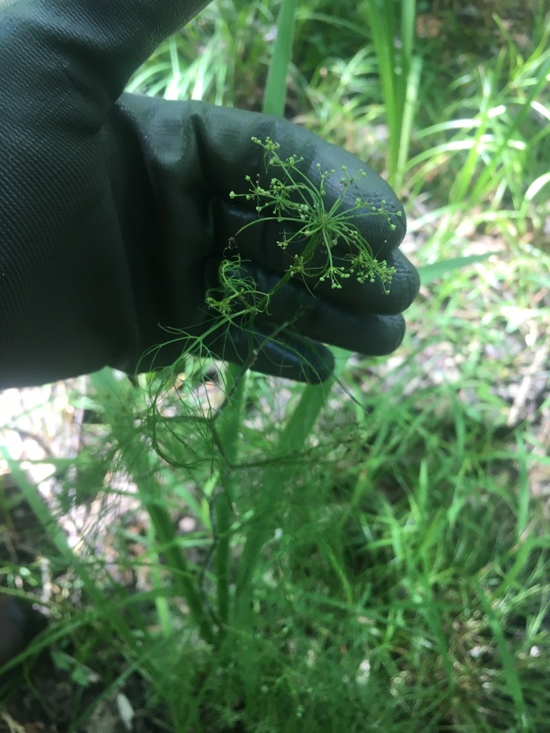 Ribbed Mock Bishopweed photo 6