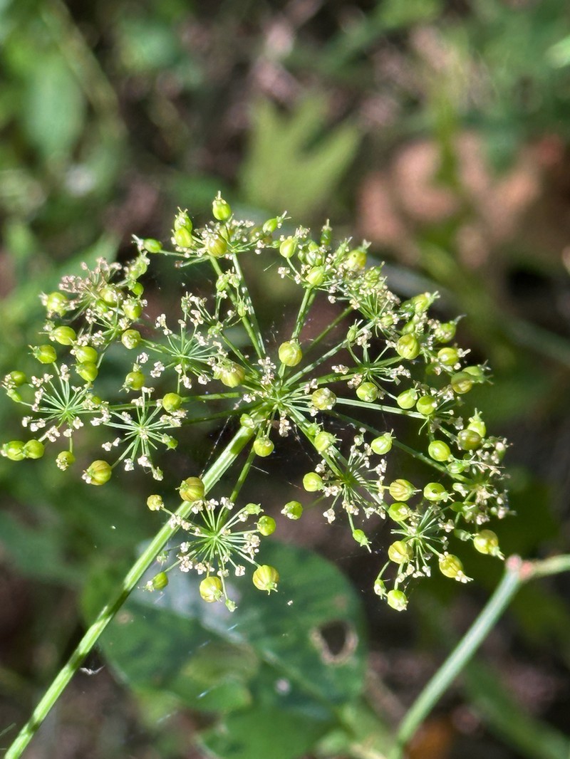 Ribbed Mock Bishopweed photo 8