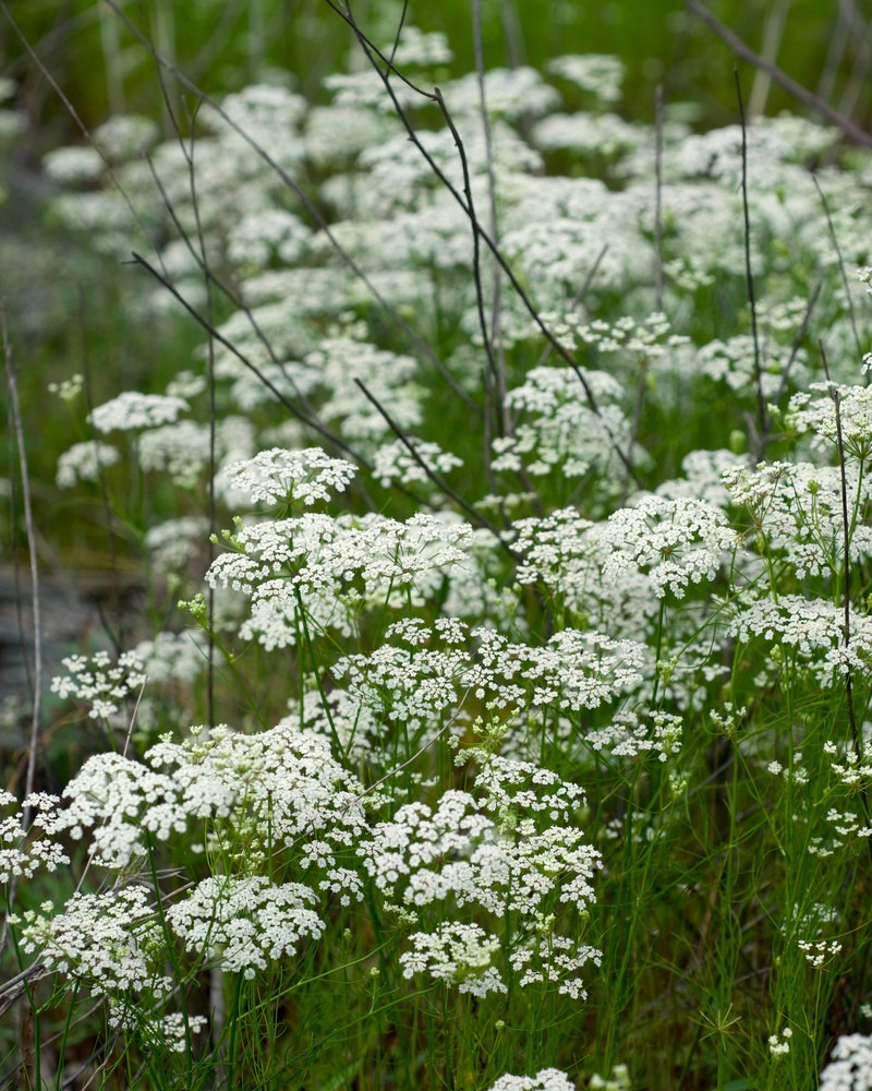 Laceflower