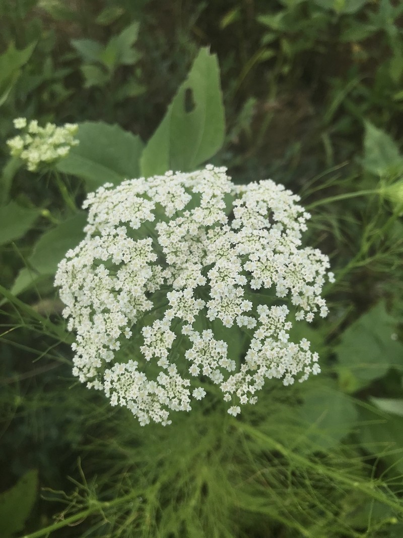 Laceflower photo 3