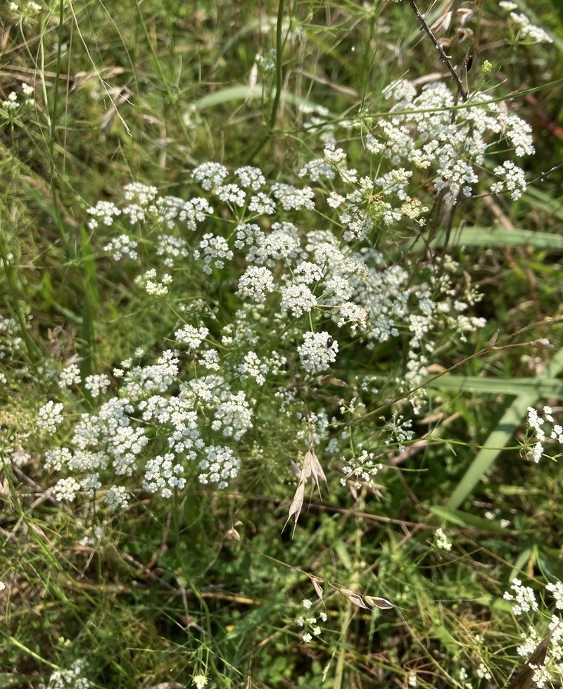 Laceflower photo 5