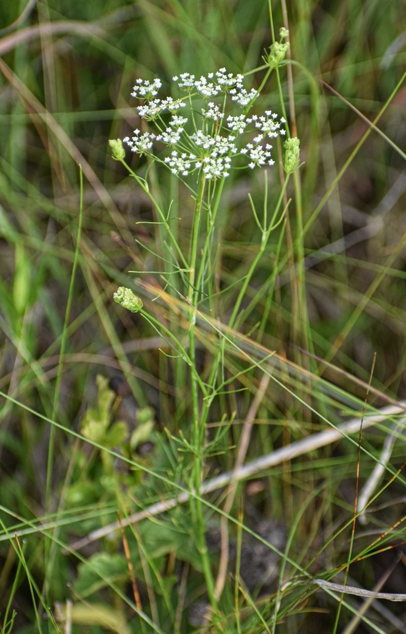 Laceflower photo 6