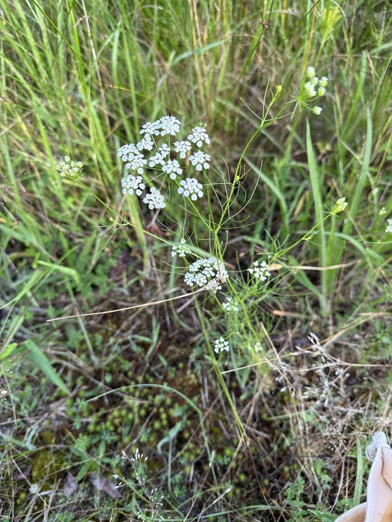 Laceflower photo 7
