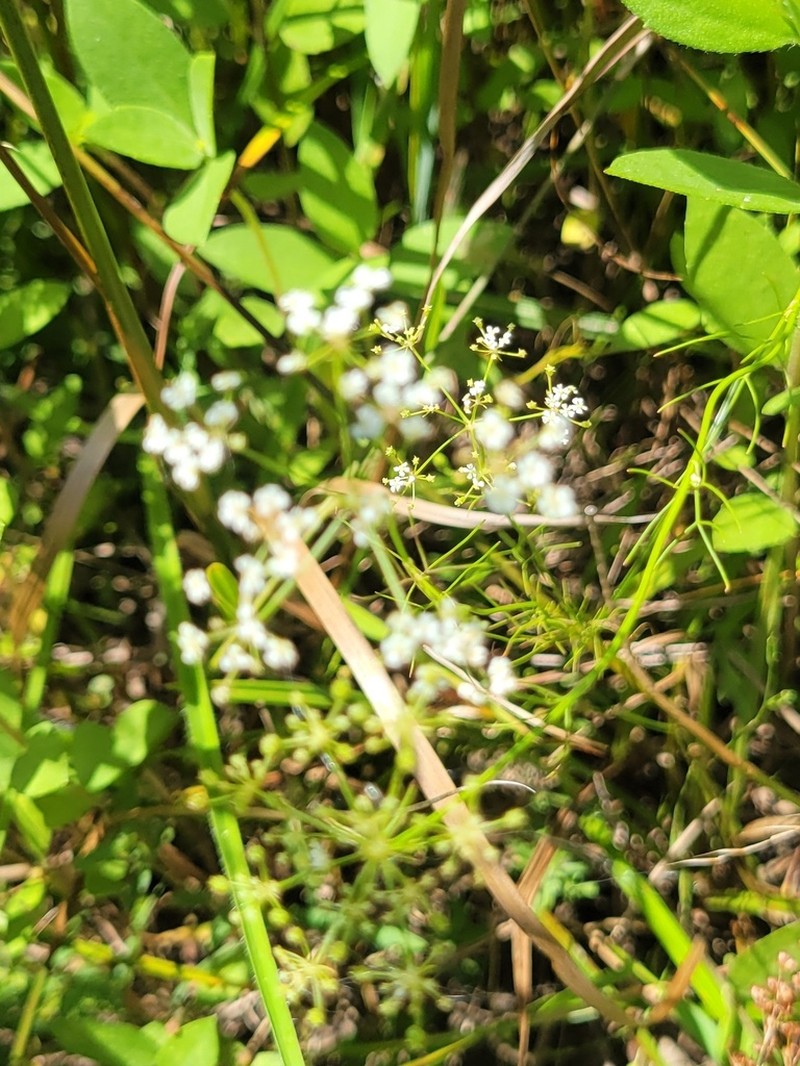 Laceflower photo 8