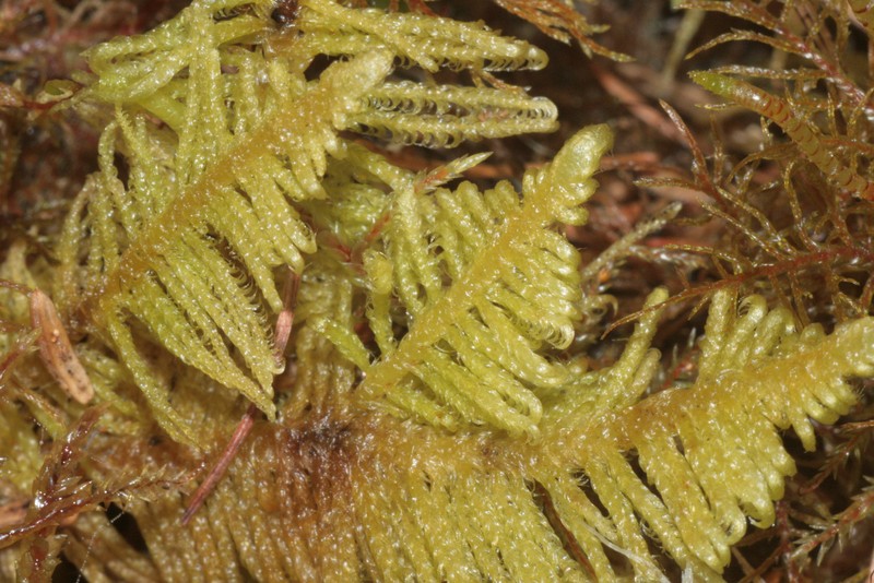 Knights Plume Moss photo 4