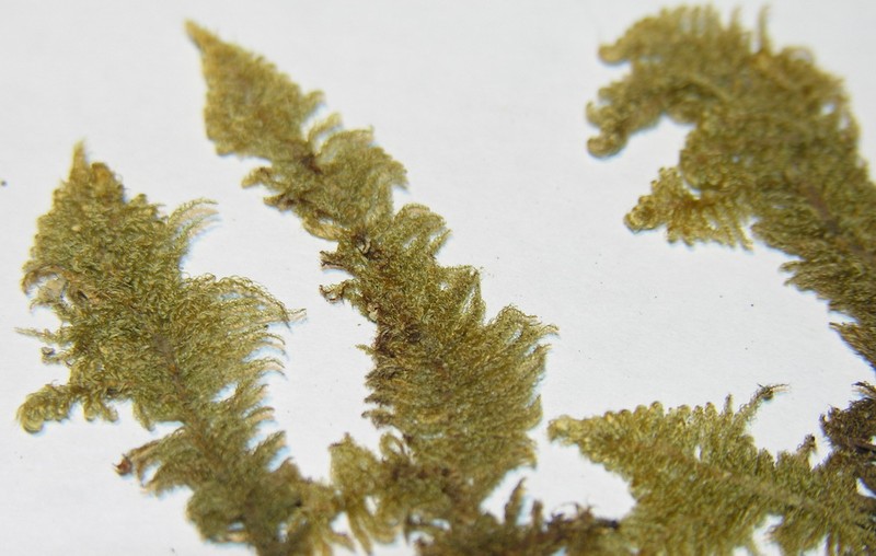 Knights Plume Moss photo 3