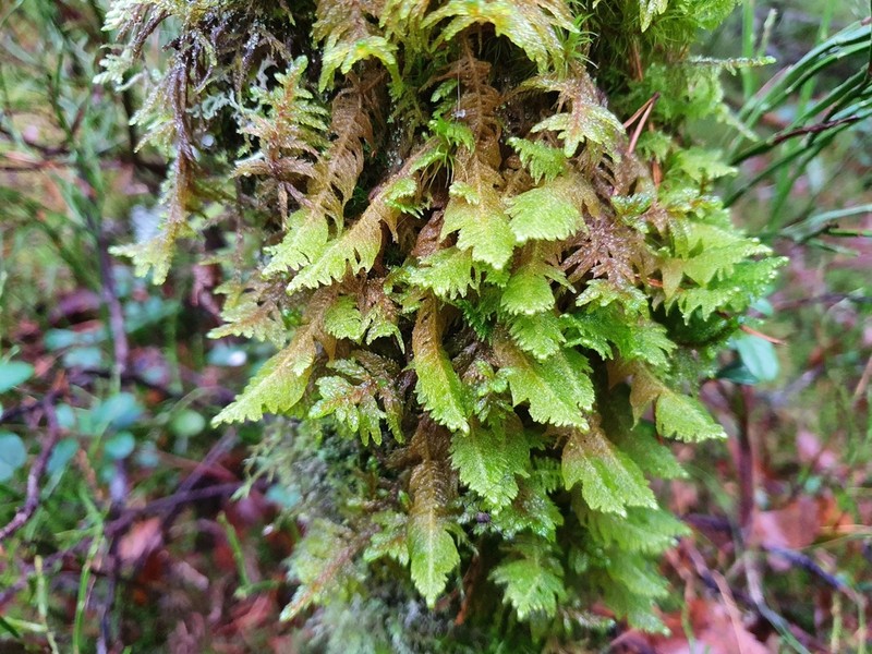 Knights Plume Moss photo 3