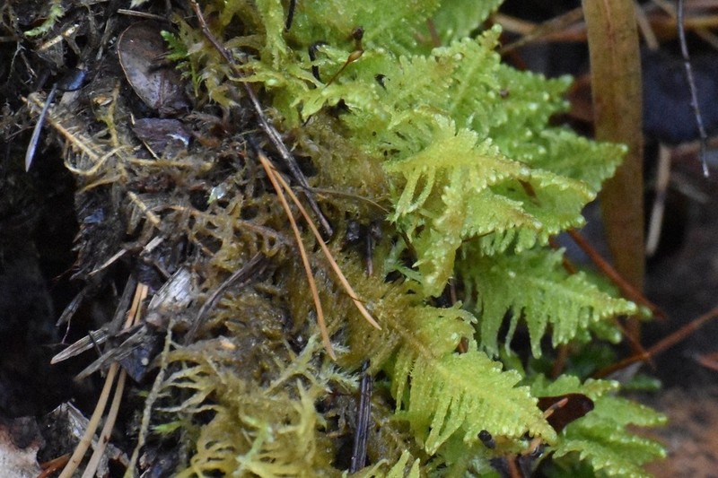 Knights Plume Moss photo 5