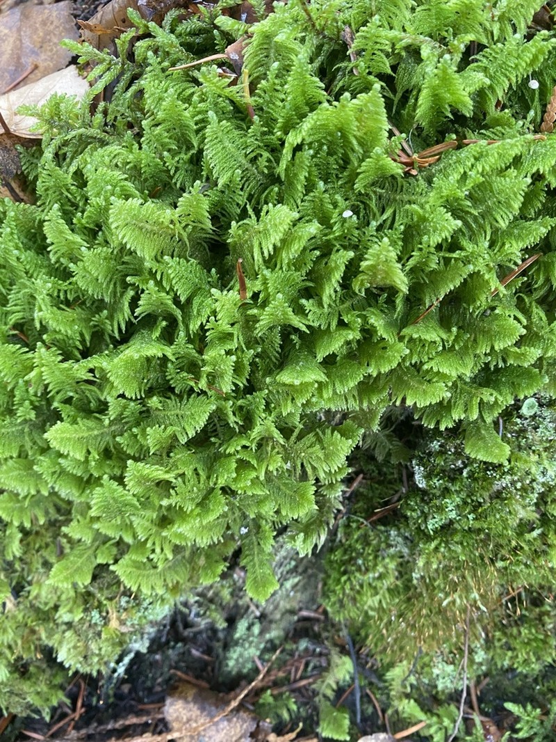 Knights Plume Moss photo 6
