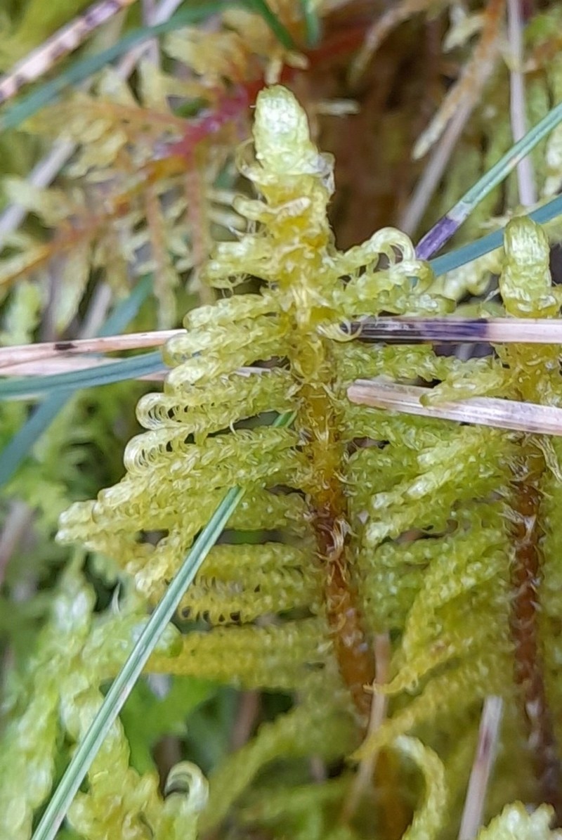 Knights Plume Moss photo 7