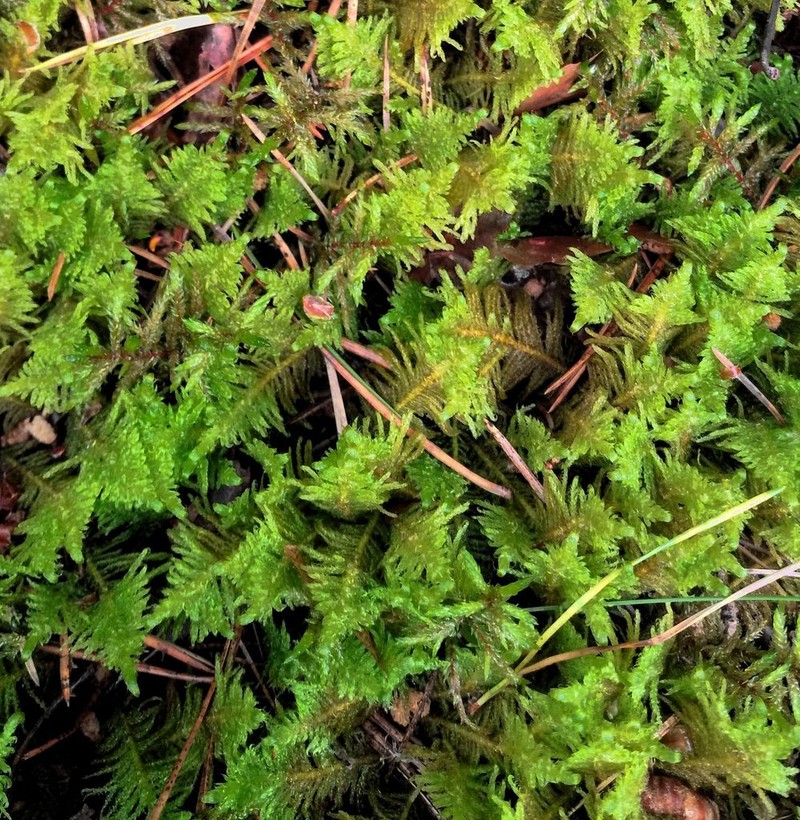 Knights Plume Moss photo 8