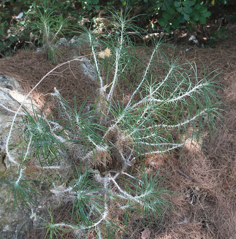 Ptilostemon chamaepeuce var. chamaepeuce