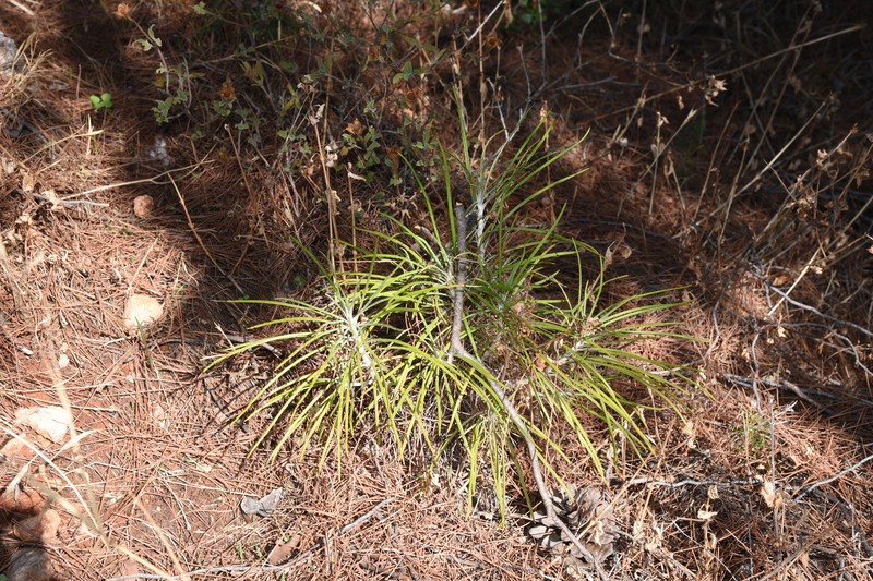 Ptilostemon chamaepeuce var. chamaepeuce photo 2