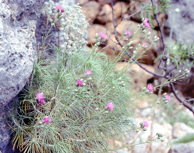 Ptilostemon chamaepeuce var. chamaepeuce photo 3