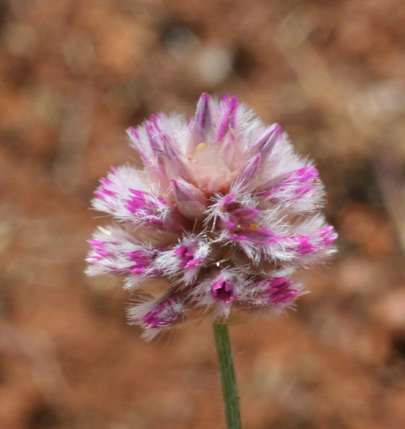 Ptilotus actinocladus photo 2