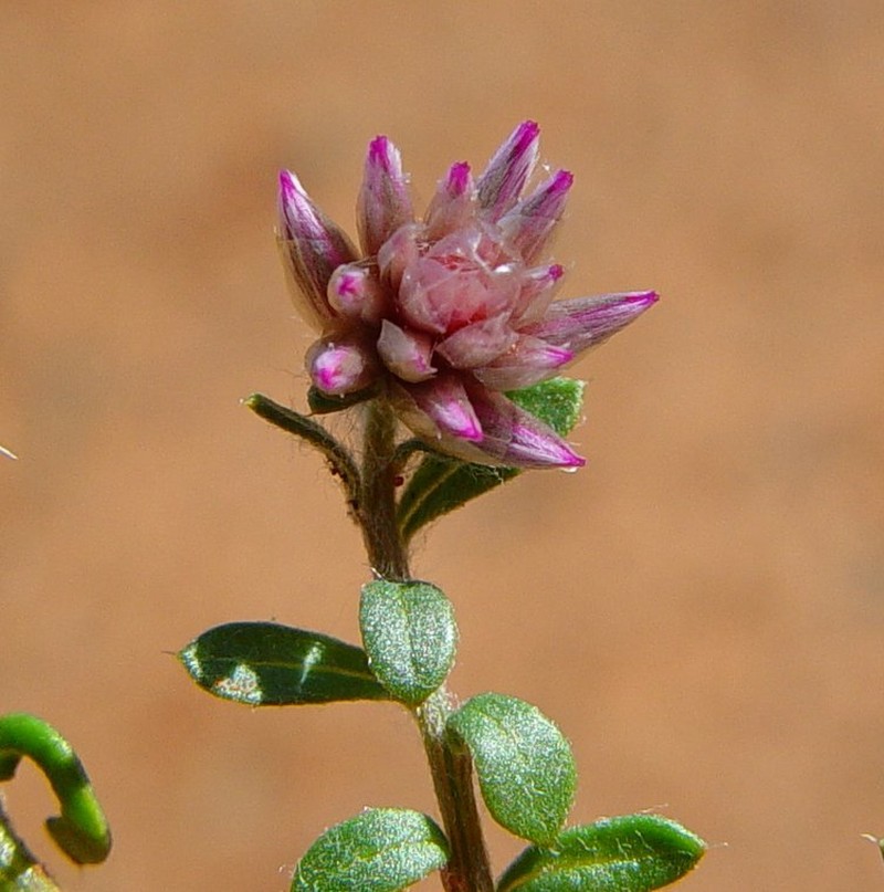 Ptilotus actinocladus photo 4