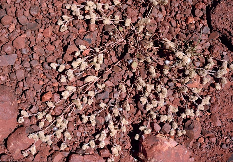 Ptilotus aervoides