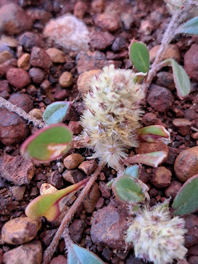 Ptilotus aervoides photo 2