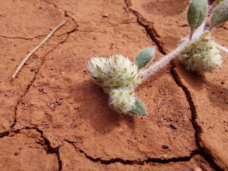 Ptilotus aervoides photo 3