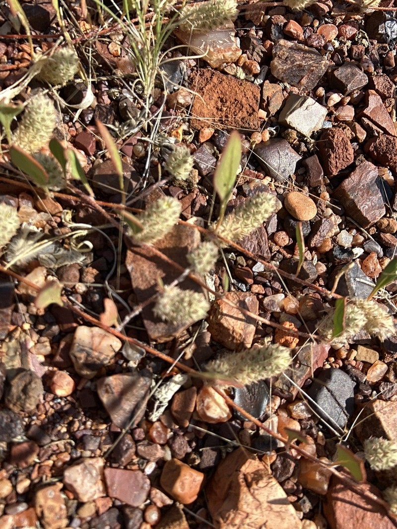 Ptilotus aervoides photo 4