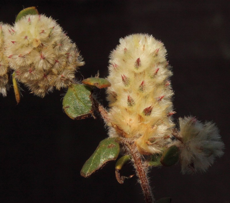 Ptilotus aervoides photo 5
