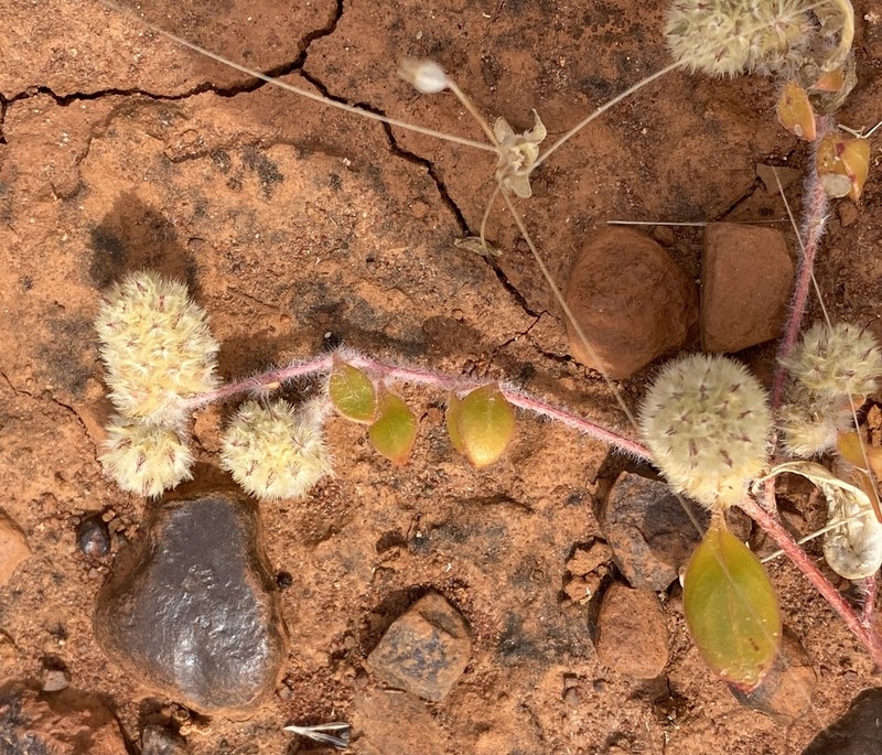 Ptilotus aervoides photo 6