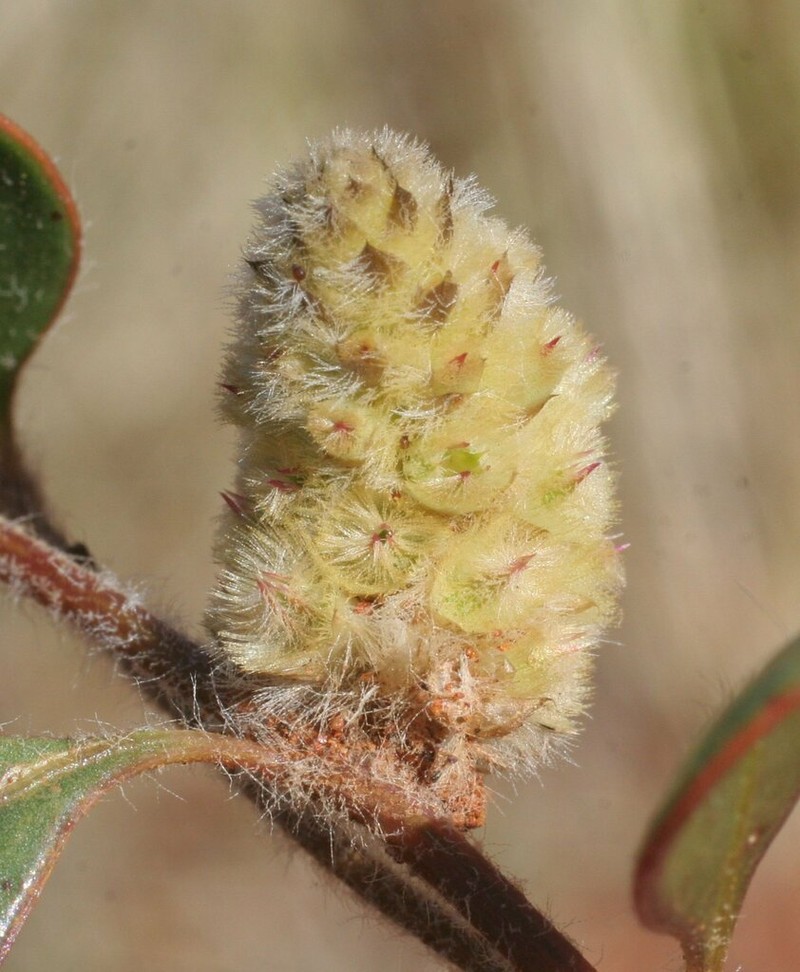 Ptilotus aervoides photo 7
