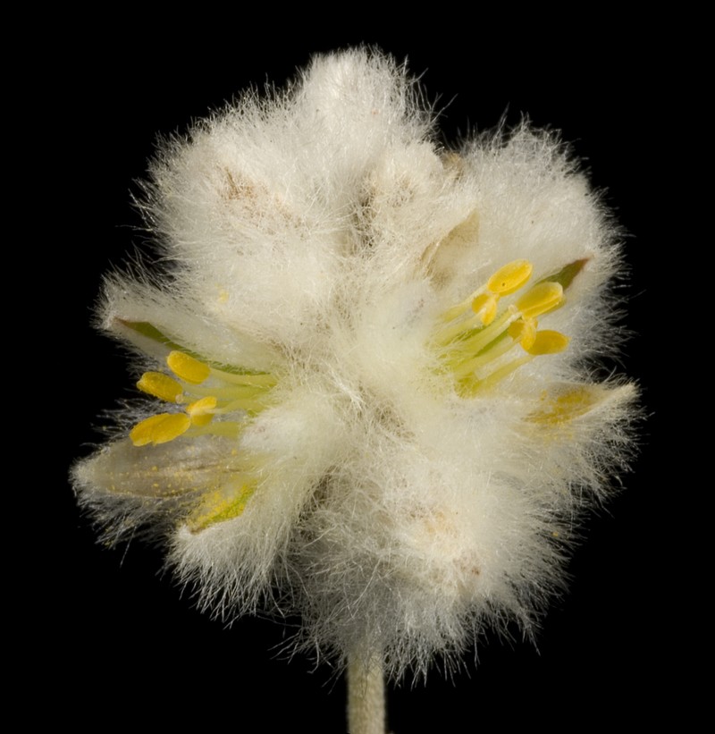 Ptilotus albidus