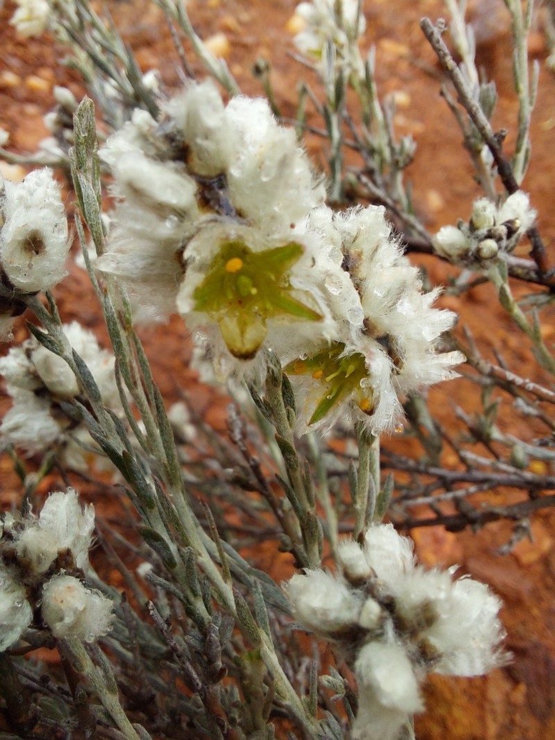 Ptilotus albidus photo 2