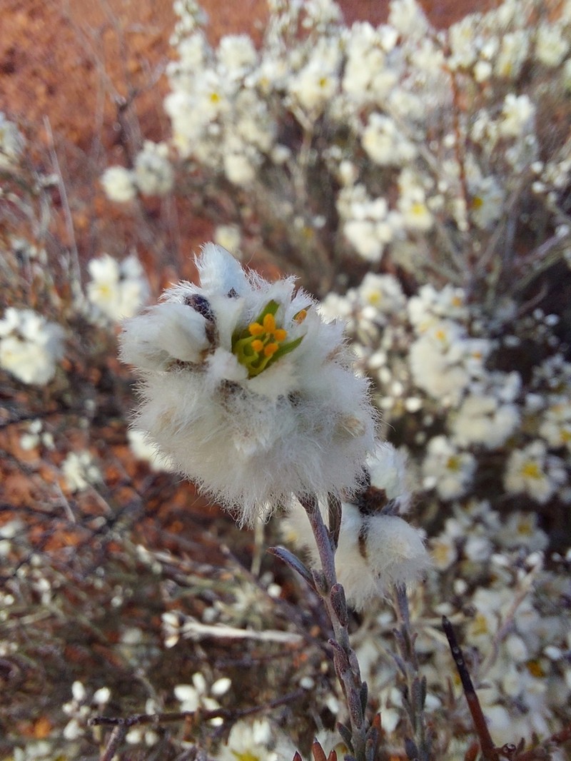 Ptilotus albidus photo 3