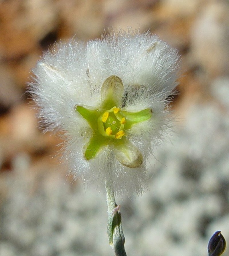 Ptilotus albidus photo 4