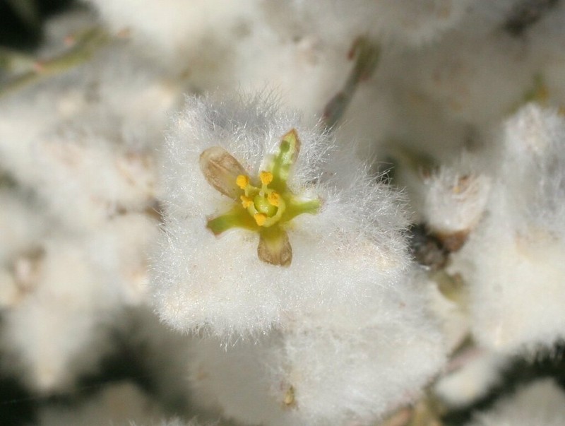 Ptilotus albidus photo 5