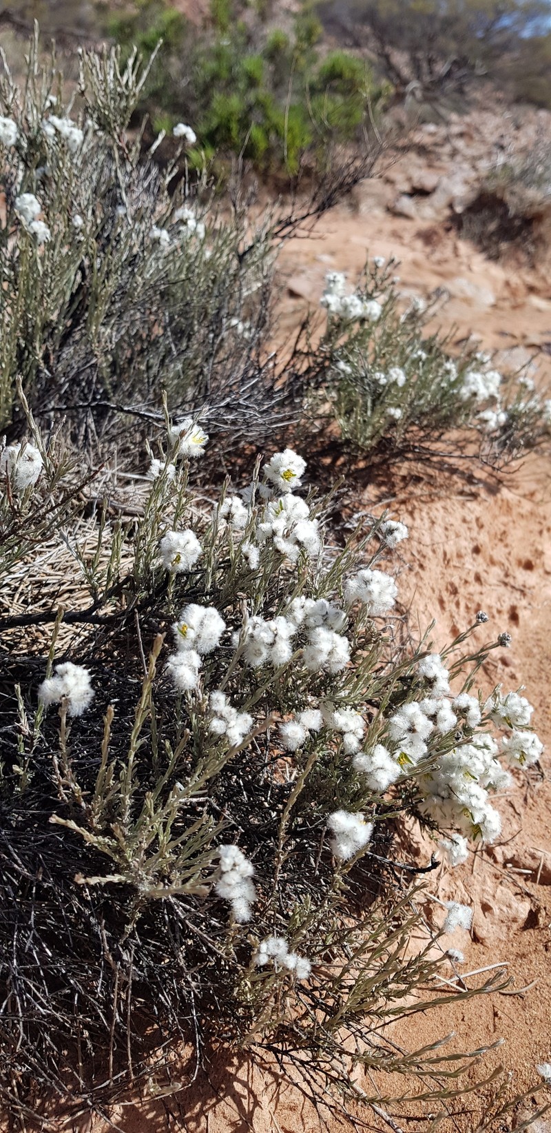 Ptilotus albidus photo 7
