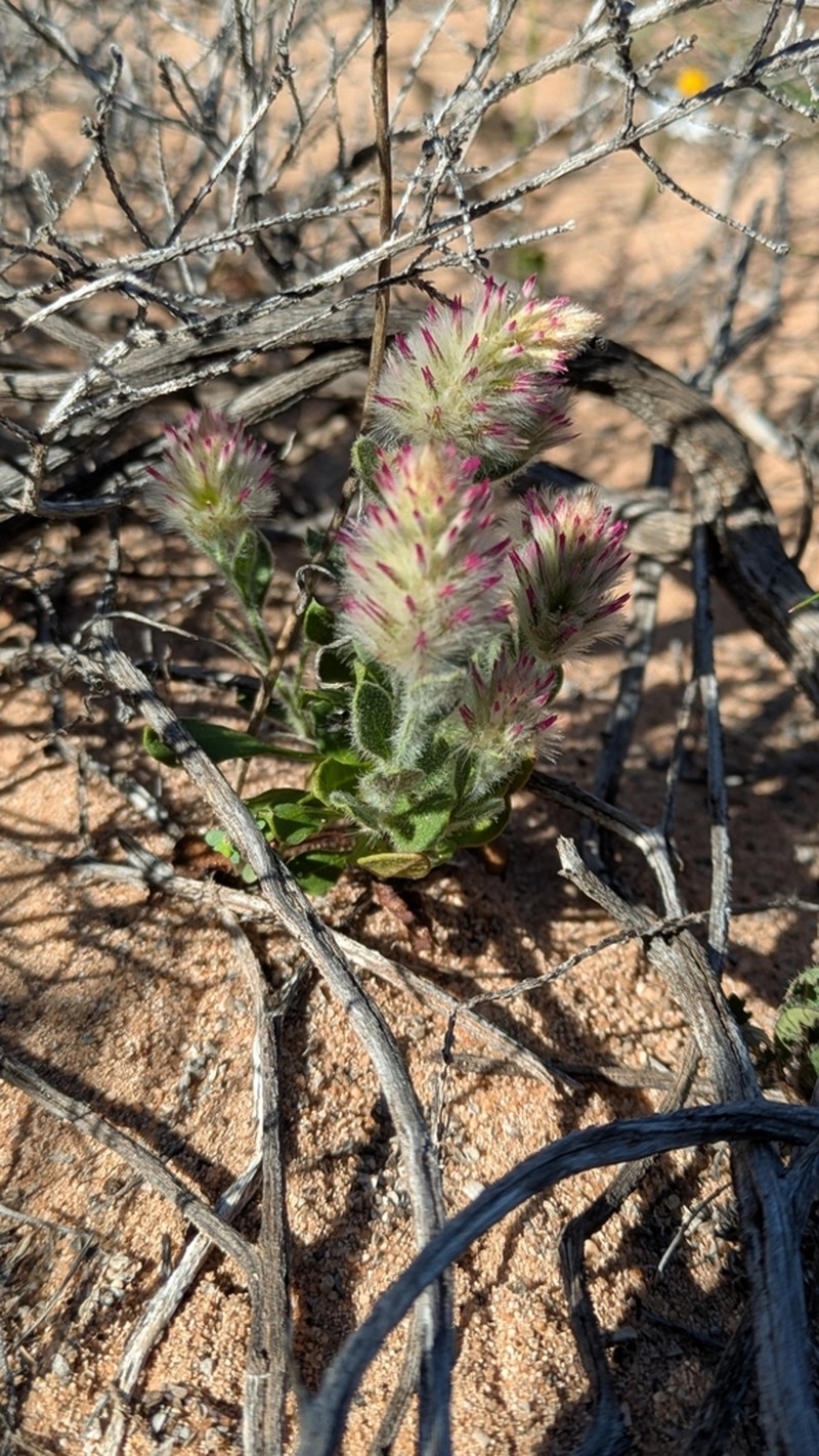 Ptilotus alexandri photo 2
