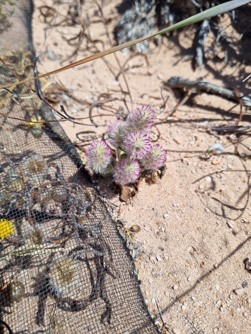Ptilotus alexandri photo 3