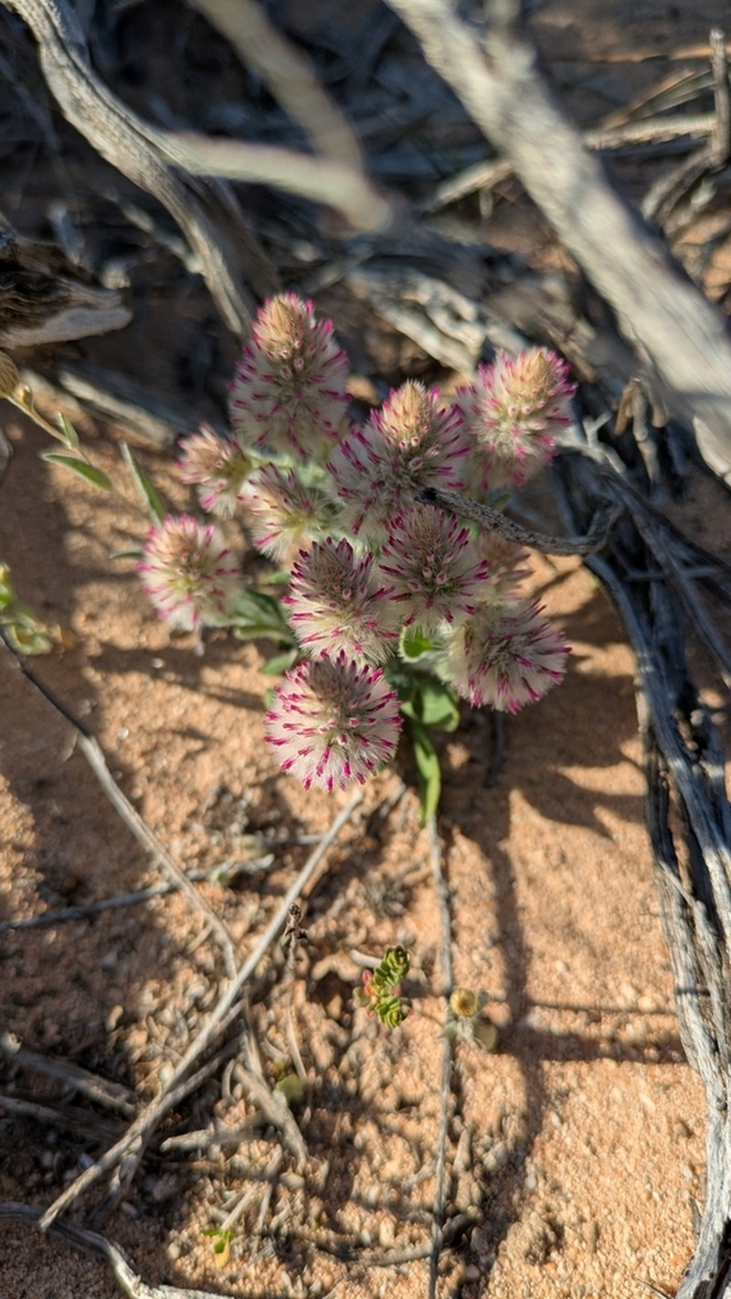 Ptilotus alexandri photo 4