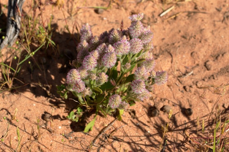 Ptilotus alexandri photo 5