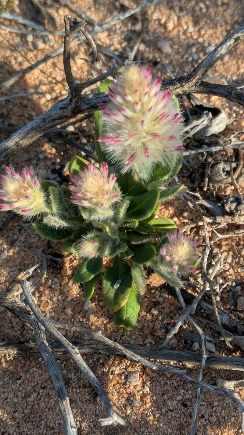Ptilotus alexandri photo 6