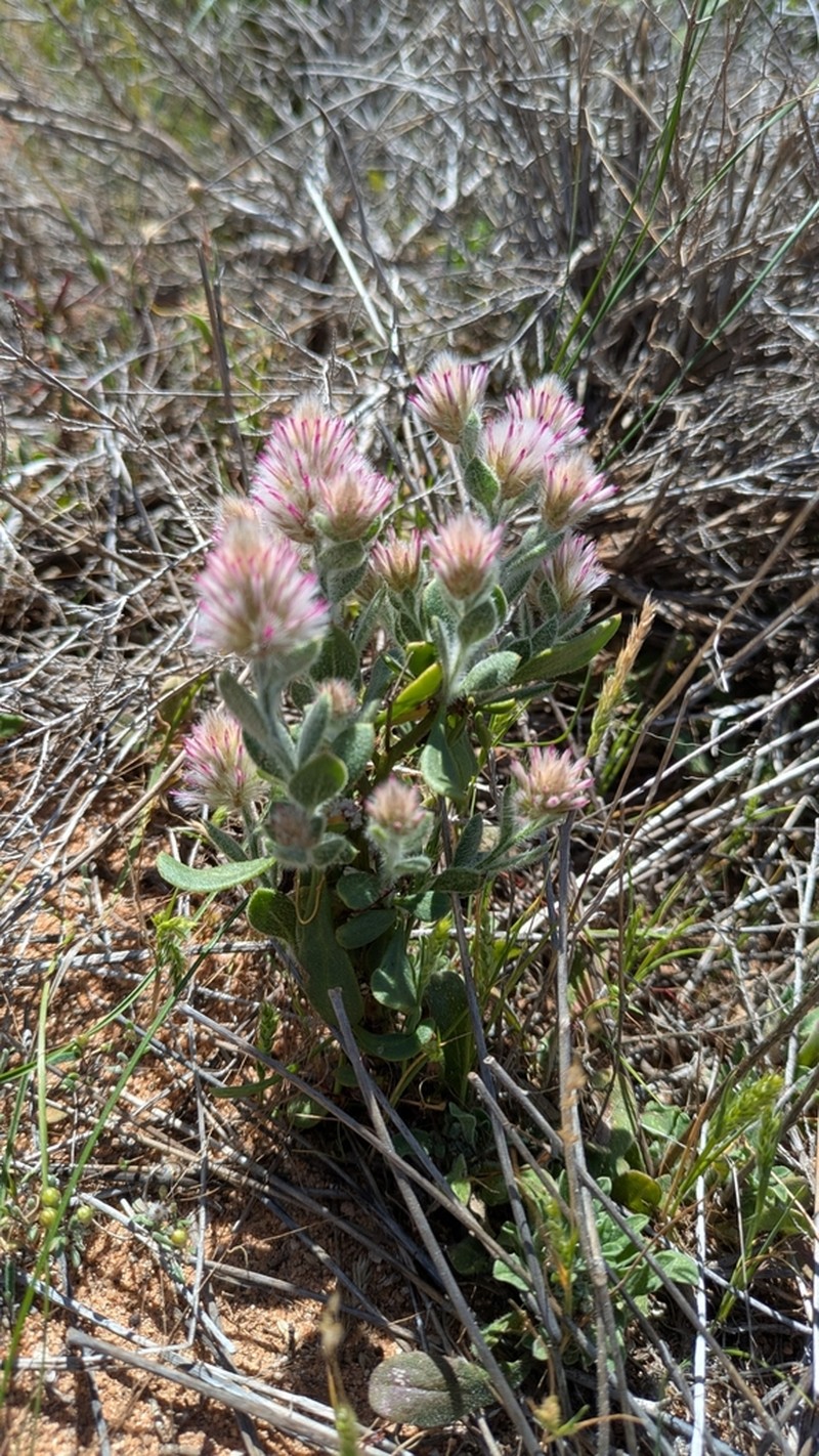 Ptilotus alexandri photo 7