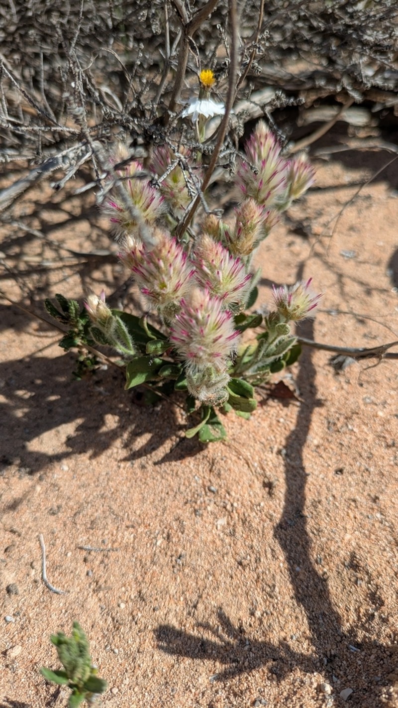 Ptilotus alexandri photo 8