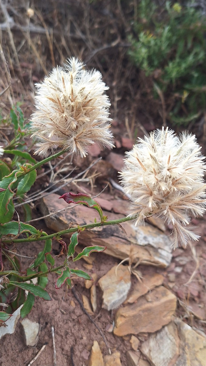 Ptilotus angustifolius