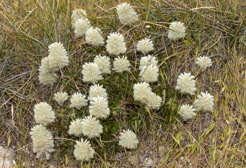 Ptilotus angustifolius photo 2