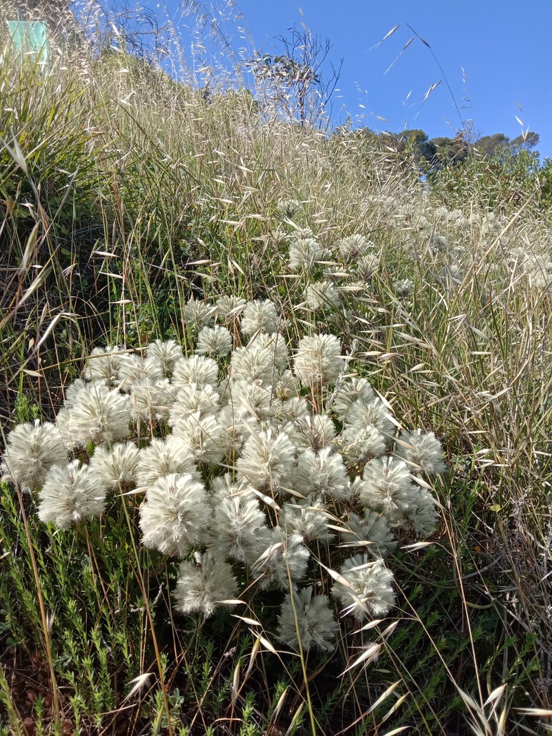 Ptilotus angustifolius photo 3