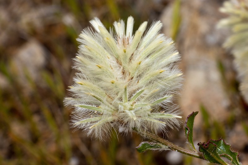 Ptilotus angustifolius photo 5