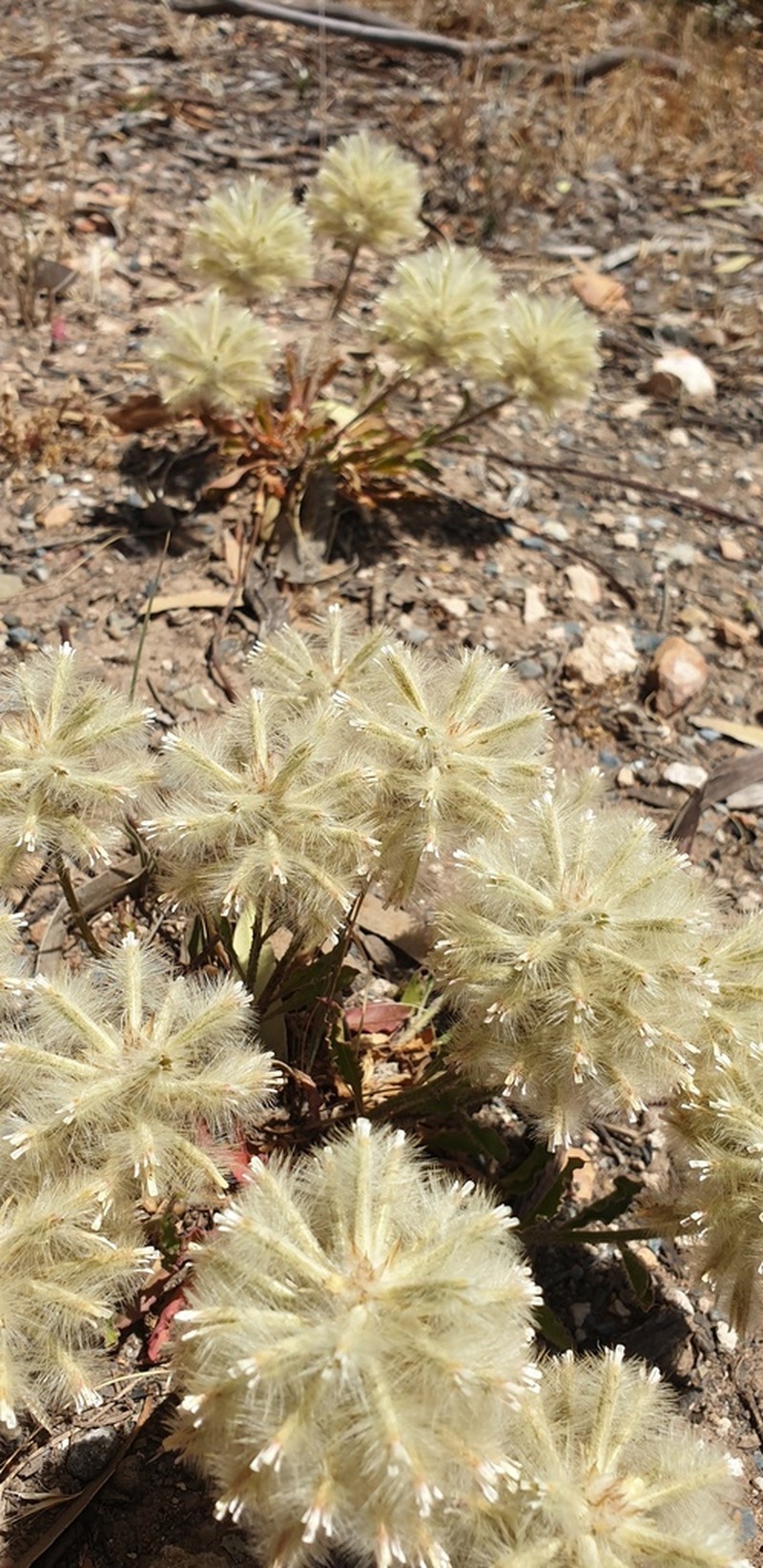 Ptilotus angustifolius photo 6