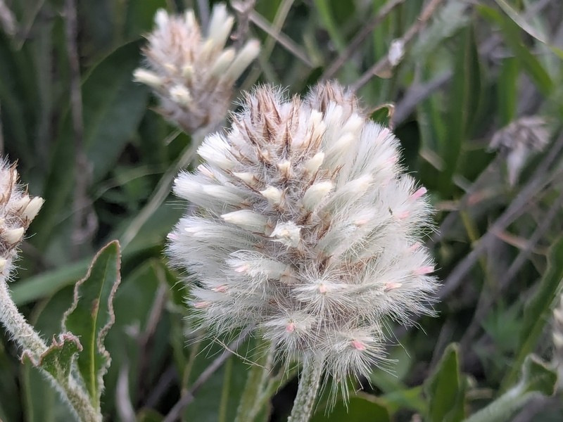 Ptilotus angustifolius photo 7