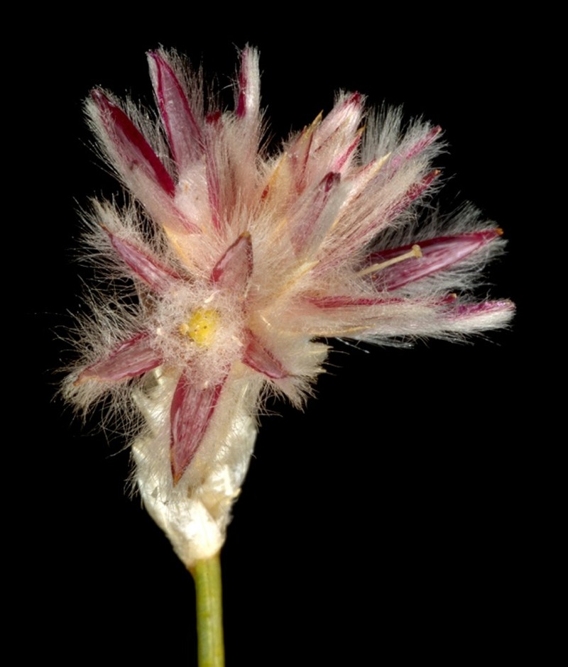 Ptilotus aphyllus