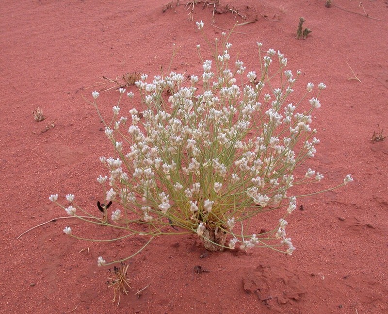 Ptilotus aphyllus photo 2