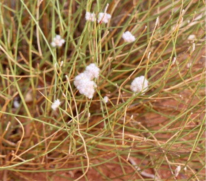 Ptilotus aphyllus photo 3